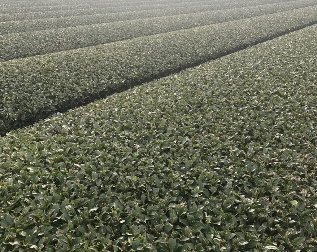 Tea bushes in neat rows.
