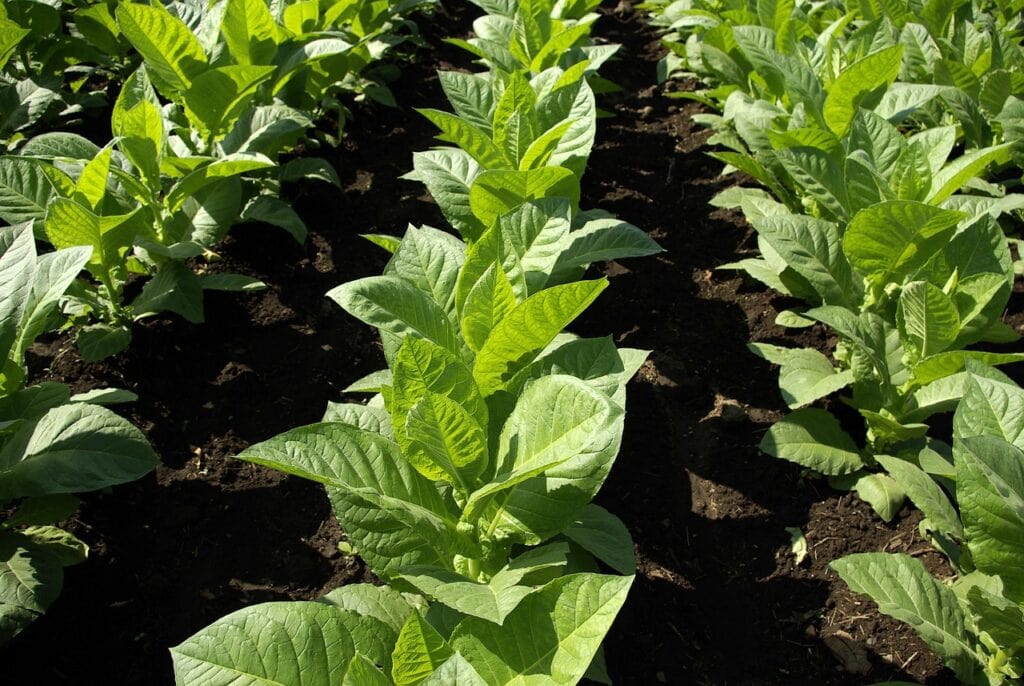 Rows of tobacco plants.