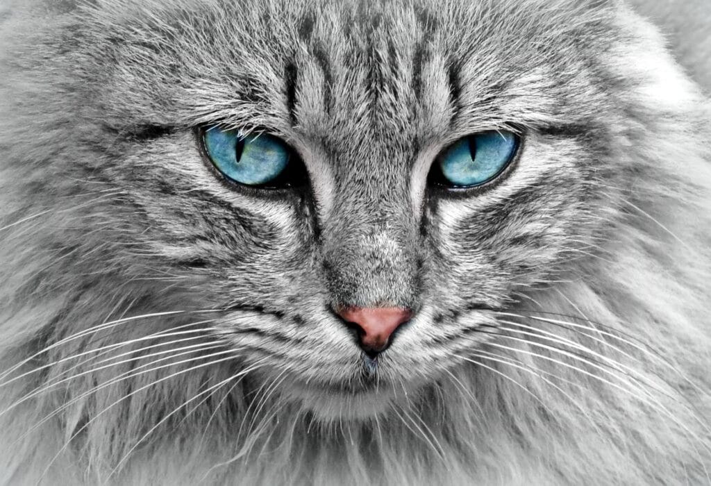 The strikingly blue eyes of a gray and white cat.