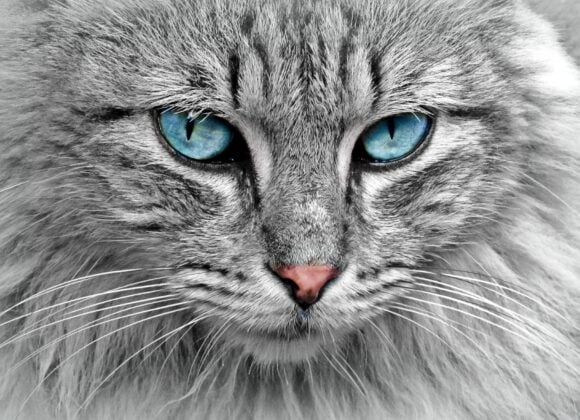 The strikingly blue eyes of a gray and white cat.