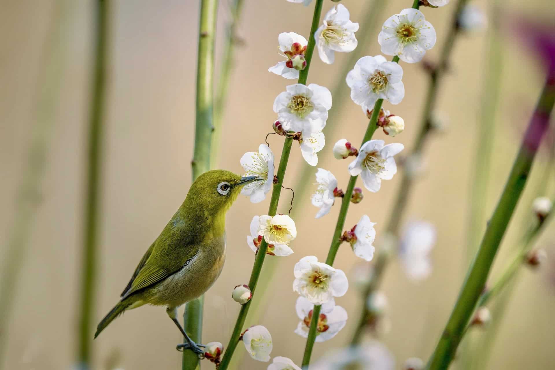 Small green bird with white around its eyes sipping on a plum blossom's nectar.