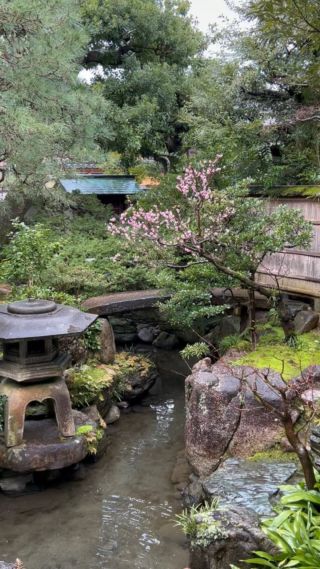It was a cold, wet morning in Kanazawa, but seeing this garden was worth the walk. 

#nomurasamuraihouse #kanazawa #michelinstar #garden #japan ing