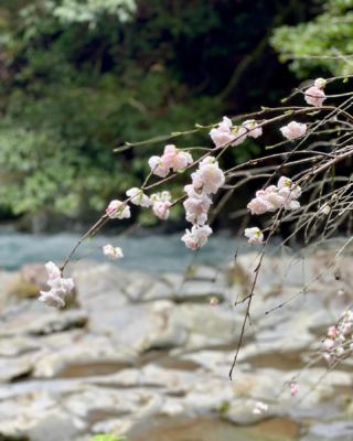 Cherry blossoms at Nanadaru Waterfalls, Izu, Shizuoka. 

#sakura