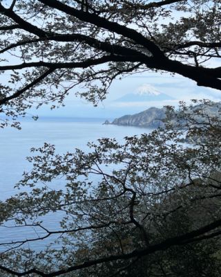 Mount Fuji as seen from the west coast of the Izu Peninsula, Shizuoka. 

#japan #fuji #cherryblossom #hiking
