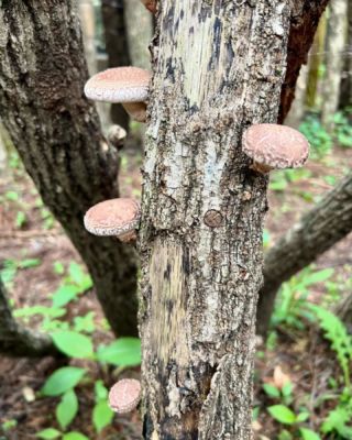 Shiitake mushrooms, Oita. 🍄‍🟫

#shiitake