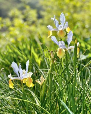I love irises. Found along a country lane in Oita. 

#iris #spring #flower #hiking #ruraljapan
