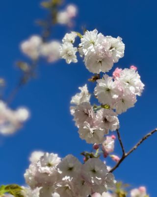 Cherry blossoms at #narai along the #kisoji section of the #nakasendoway. 

#sakura #cherryblossom